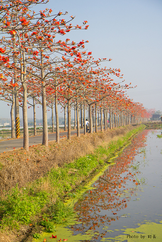 木棉花道:【遊記】{台南。白河鎮}林初埤~木棉道