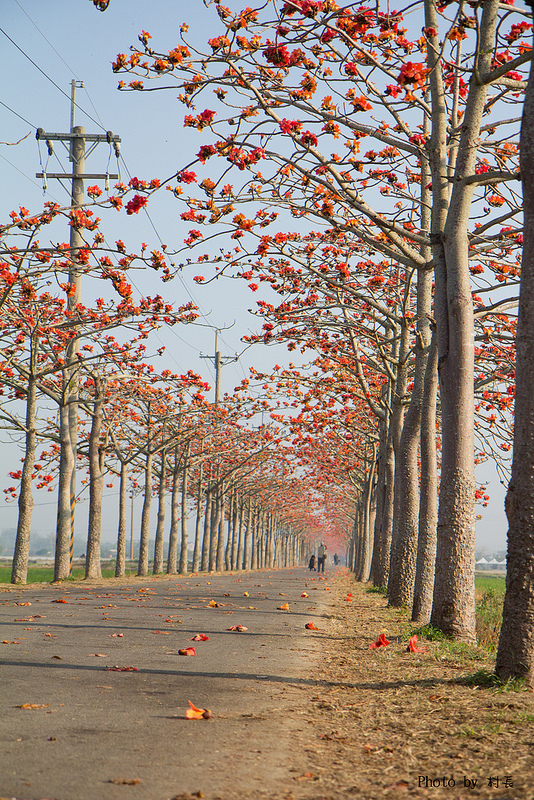 木棉花道:【遊記】{台南。白河鎮}林初埤~木棉道