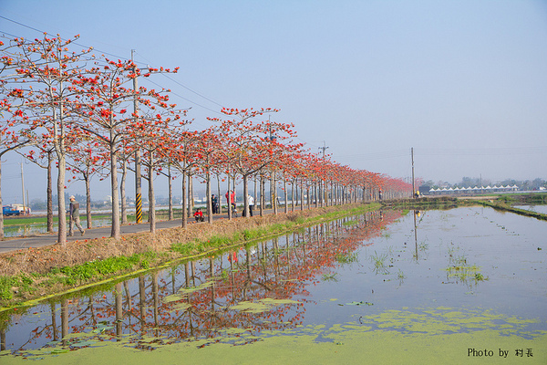 木棉花道:【遊記】{台南。白河鎮}林初埤~木棉道