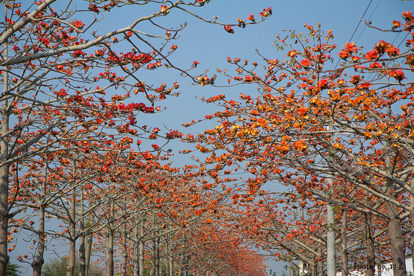 木棉花道:【遊記】{台南。白河鎮}林初埤~木棉道