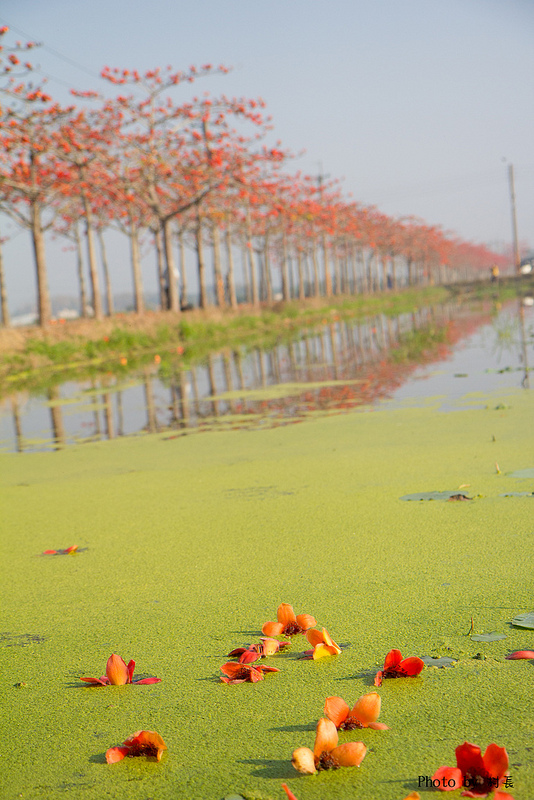 木棉花道:【遊記】{台南。白河鎮}林初埤~木棉道
