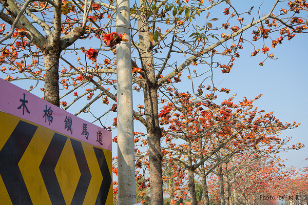 木棉花道:【遊記】{台南。白河鎮}林初埤~木棉道