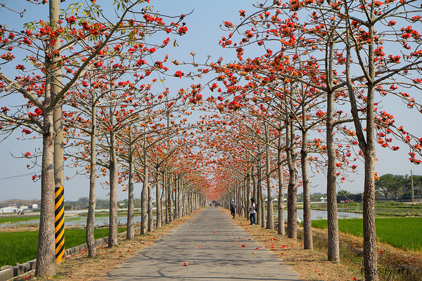 木棉花道:【遊記】{台南。白河鎮}林初埤~木棉道