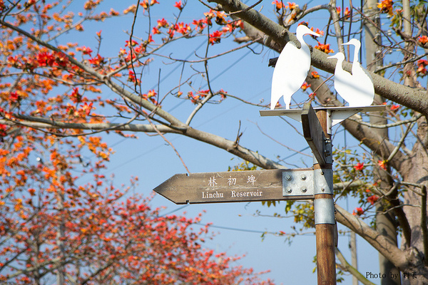 木棉花道:【遊記】{台南。白河鎮}林初埤~木棉道