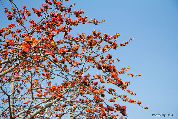 木棉花道:【遊記】{台南。白河鎮}林初埤~木棉道