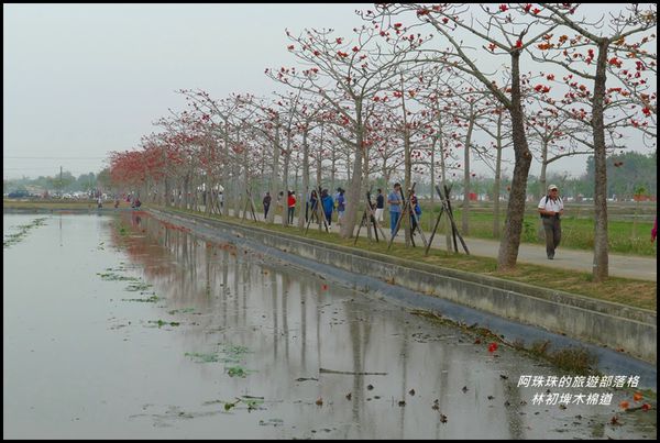 林初埤木棉道33.JPG