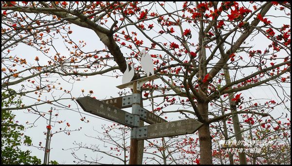 林初埤木棉道29.JPG