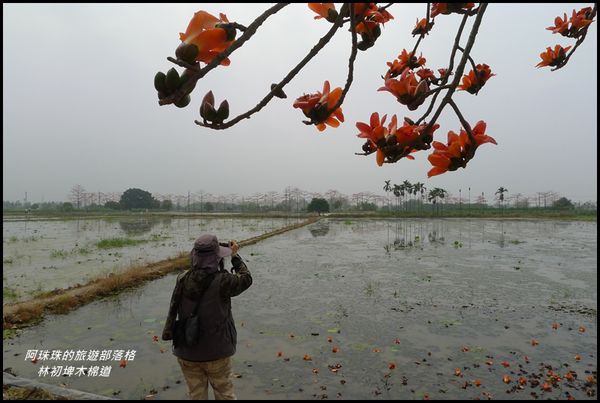林初埤木棉道37.JPG