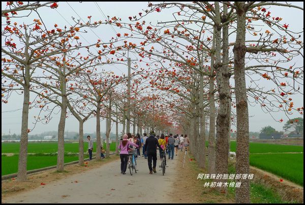 林初埤木棉道35.JPG