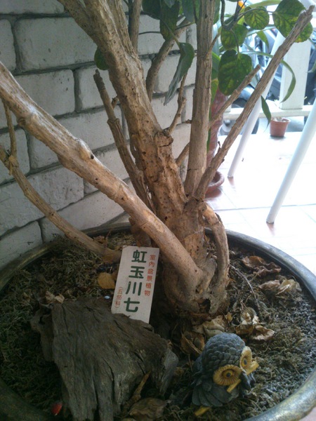 胖達咖啡輕食館:口碑卷14_這家超推的唷~『胖達咖啡輕食館』~可愛之外還有呷擱有ㄌㄧㄚ