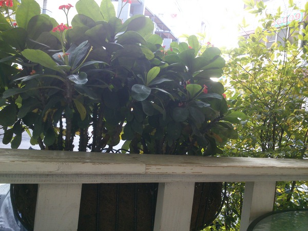 胖達咖啡輕食館:口碑卷14_這家超推的唷~『胖達咖啡輕食館』~可愛之外還有呷擱有ㄌㄧㄚ