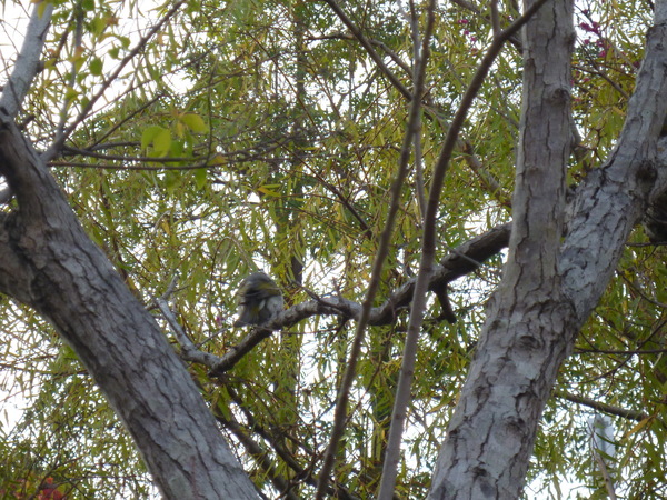 秋紅谷廣場：【台中】漫步台中綠森林－秋紅谷廣場