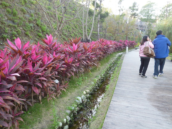 秋紅谷廣場：【台中】漫步台中綠森林－秋紅谷廣場