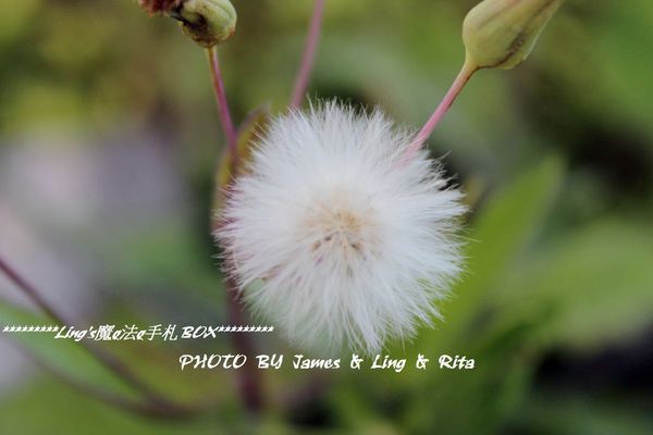 國立公共資訊圖書館National Library of Public Information:閱讀新視界.世界級的國立台中圖書館