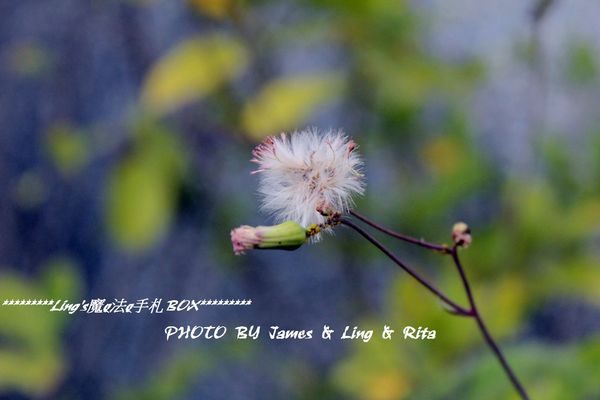 國立公共資訊圖書館National Library of Public Information:閱讀新視界.世界級的國立台中圖書館