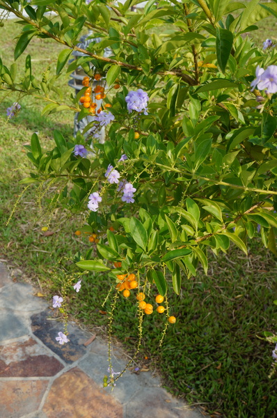 檜意森活村：嘉義市 - 檜意森活村 : KANO電影場景