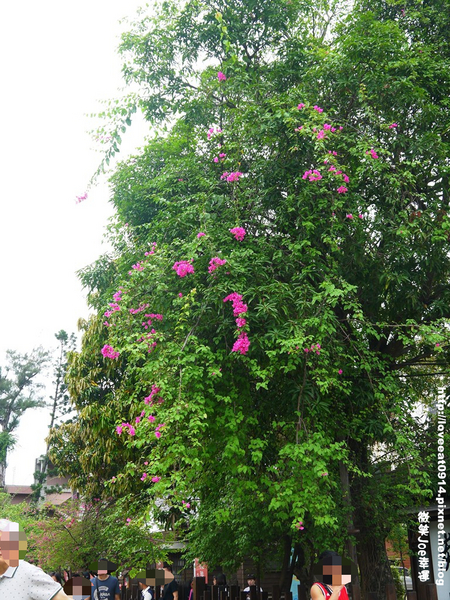 檜意森活村：[嘉義東區]檜意森活村!好好拍的地方~