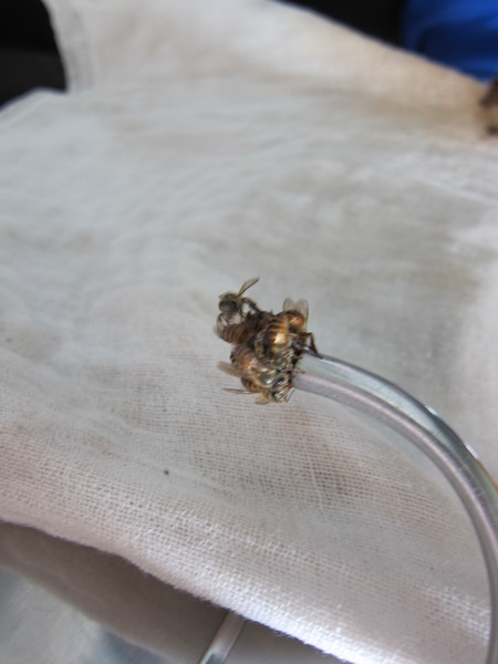 手工汽水:(嘉義)阿伯的水工汽水