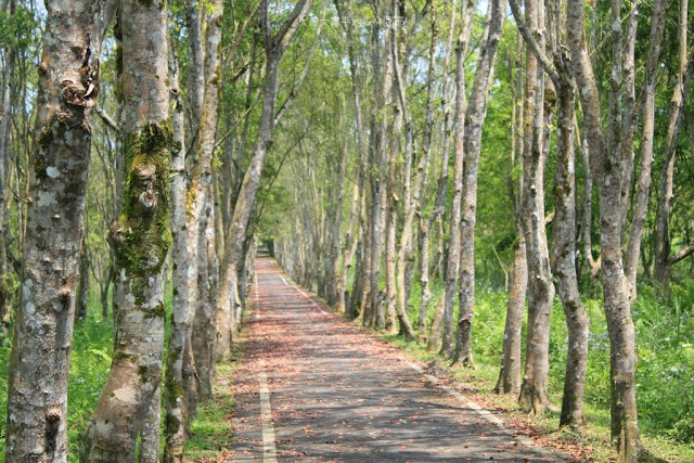 大農大富平地森林園區-8