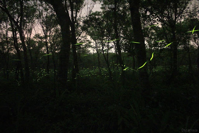 大農大富平地森林園區-4