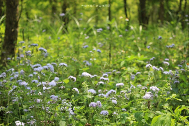 大農大富平地森林園區-5