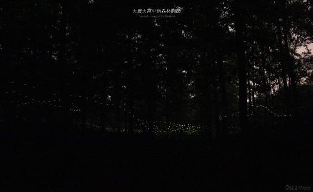 大農大富平地森林園區-10