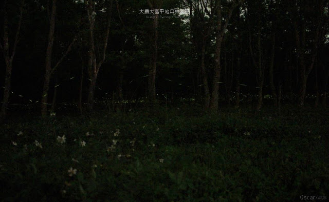 大農大富平地森林園區-3