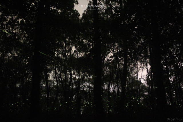 大農大富平地森林園區-9