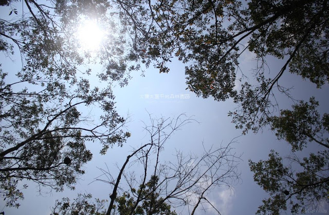 大農大富平地森林園區-14