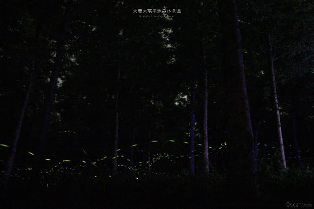 大農大富平地森林園區-6