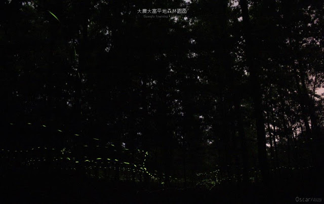 大農大富平地森林園區-11