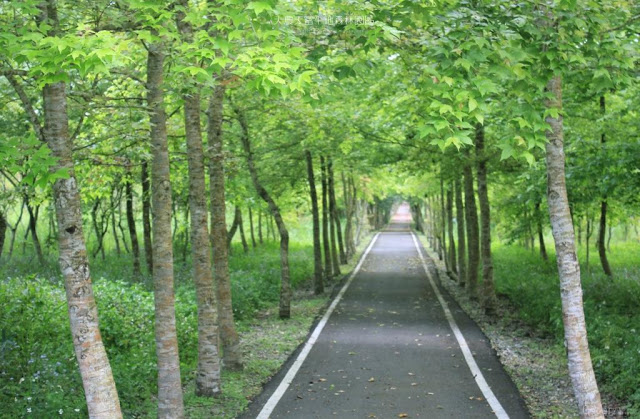 大農大富平地森林園區-15