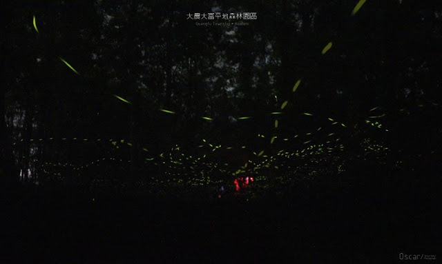 大農大富平地森林園區-5