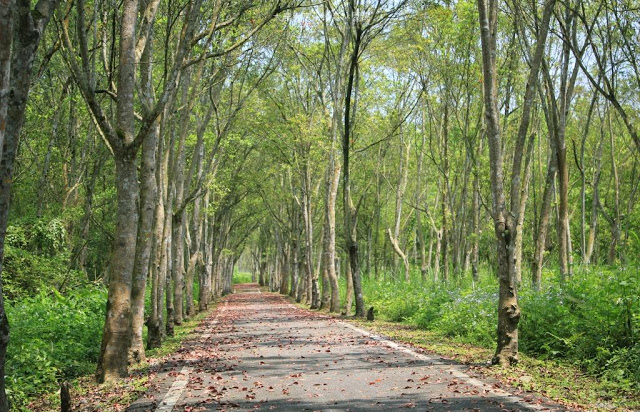 大農大富平地森林園區-7