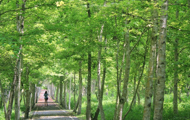 大農大富平地森林園區-2