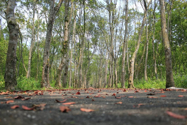 大農大富平地森林園區-10