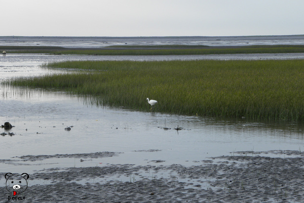 高美濕地:台中●清水區-高美濕地~如詩如夢的夕陽時分~
