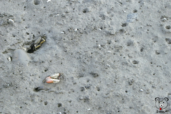 高美濕地:台中●清水區-高美濕地~如詩如夢的夕陽時分~