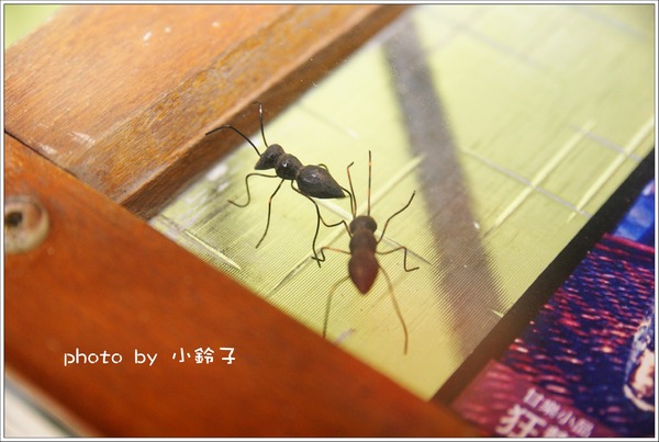 甘樂文創藝文展演空間:三峽「甘樂文創」又見老房子