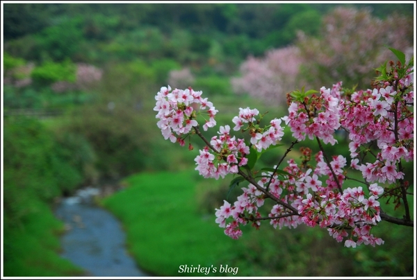 三芝三生步道：三芝.三生步道櫻花真美麗
