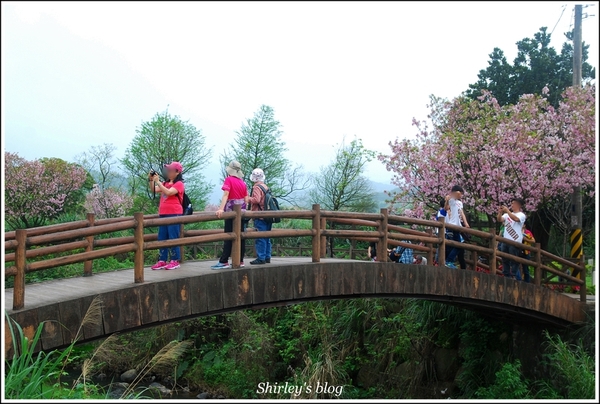 三芝三生步道：三芝.三生步道櫻花真美麗