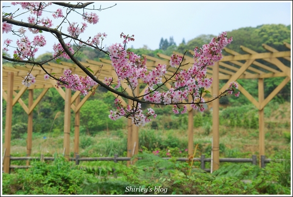 三芝三生步道：三芝.三生步道櫻花真美麗