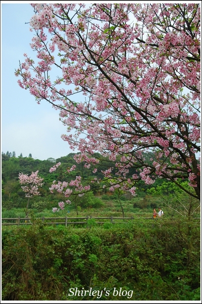 三芝三生步道：三芝.三生步道櫻花真美麗