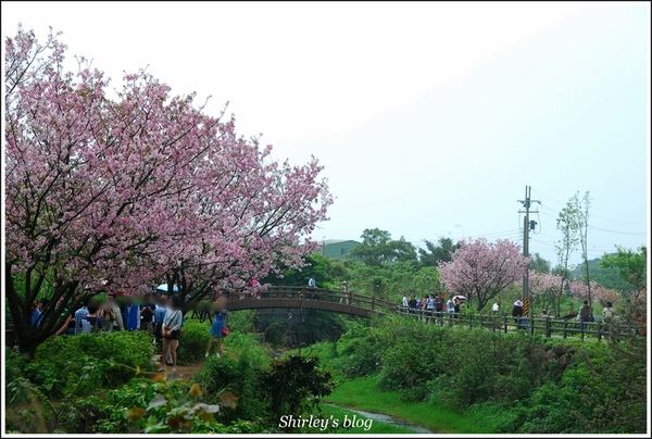 三芝三生步道：三芝.三生步道櫻花真美麗