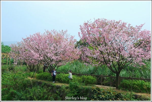 三芝三生步道：三芝.三生步道櫻花真美麗