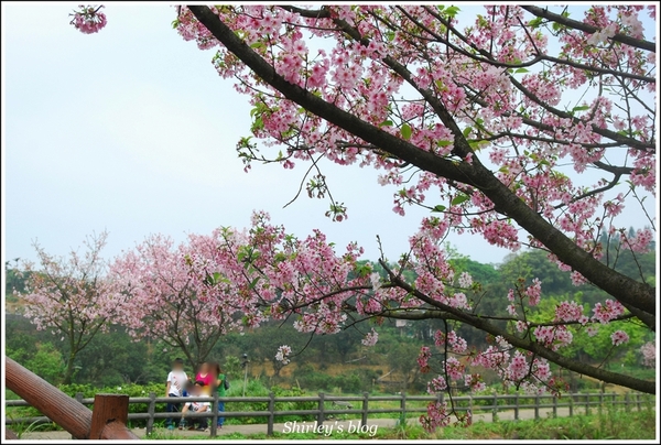 三芝三生步道：三芝.三生步道櫻花真美麗