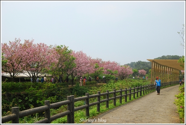 三芝三生步道：三芝.三生步道櫻花真美麗
