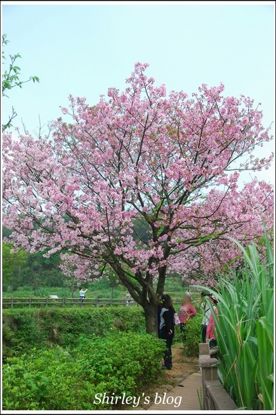 三芝三生步道：三芝.三生步道櫻花真美麗