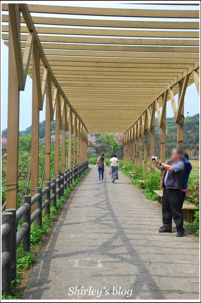 三芝三生步道：三芝.三生步道櫻花真美麗