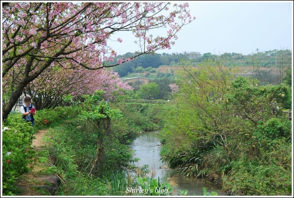 三芝三生步道：三芝.三生步道櫻花真美麗